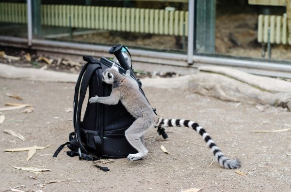 prsten,Nohy,roztomilý,zoologická zahrada,Nikon,fauna