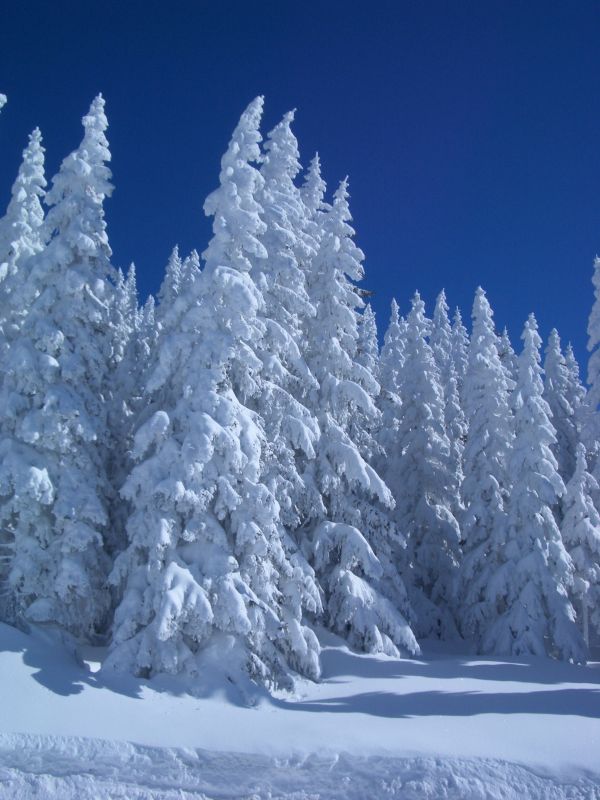 albero, montagna, la neve, inverno, brina, catena montuosa