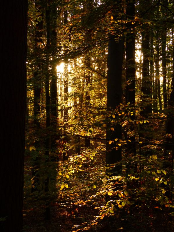 landschap, boom, natuur, Bos, licht, fabriek