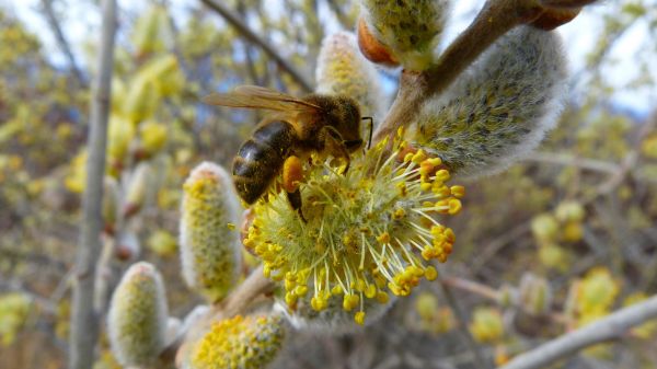 träd, natur, blomma, växt, blad, blomma