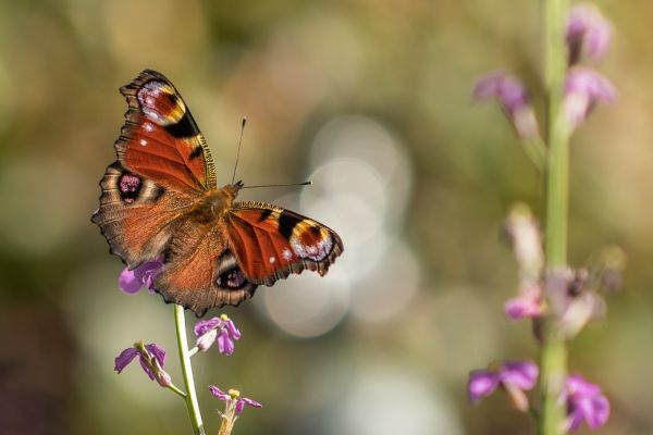 molii și fluturi,fluture,Cynthia subgenus,insectă,polenizator,American painted lady