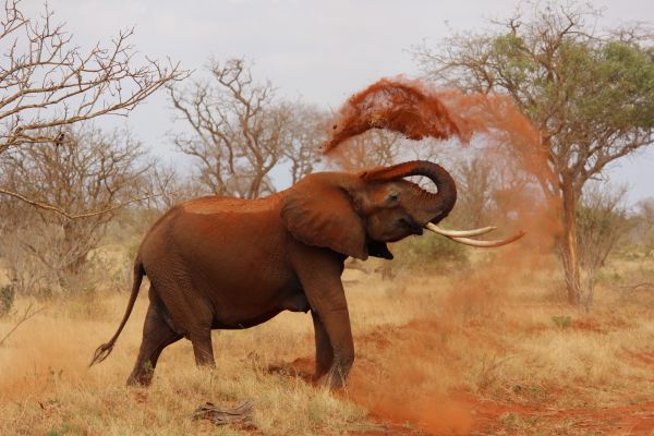 dobrodružství,zvěř a rostlinstvo,Afrika,savec,fauna,savana