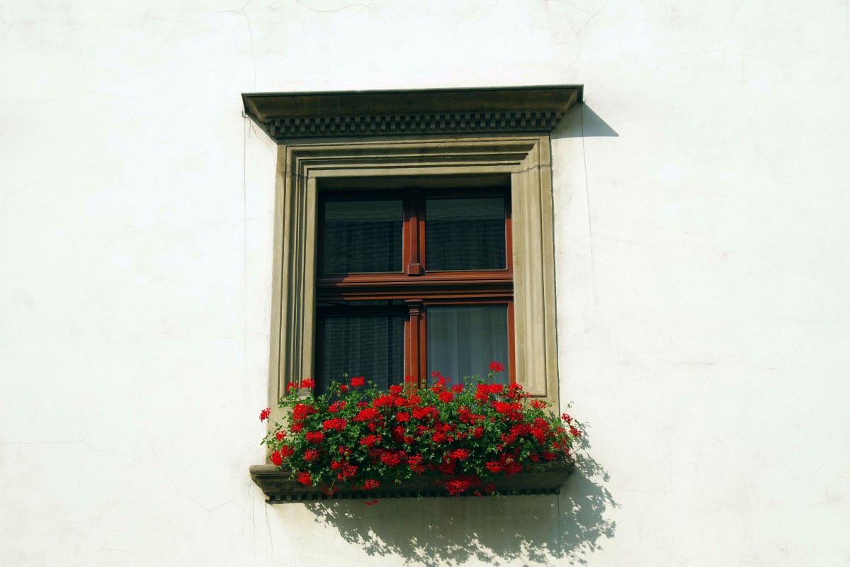 arkitektur, hus, fönster, glas, byggnad, stad, röd, Färg, Fasad, fönsterbrädan, vit vägg, blommor, gammal stad, jalusier, bild ram, Kamienica, Krakow, pelargoner, trä fönster