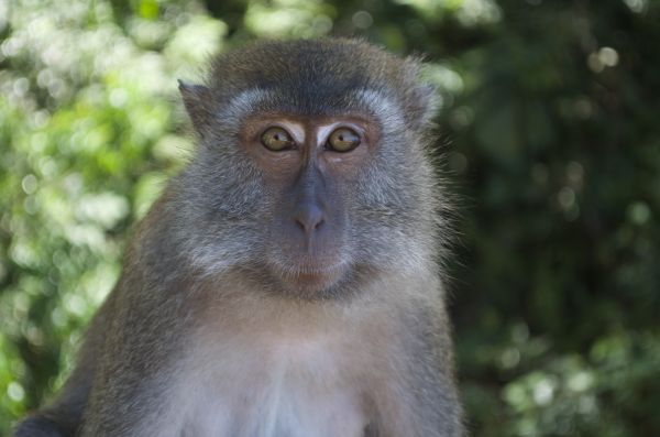 natur, vilda djur och växter, Zoo, däggdjur, vild, grön