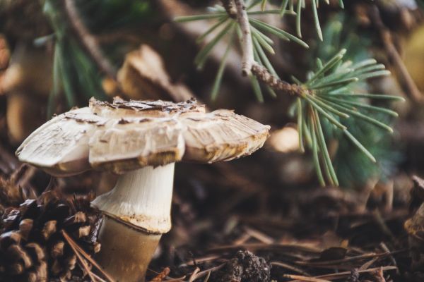 mushroom,fungus,edible mushroom,penny bun,matsutake,russula integra