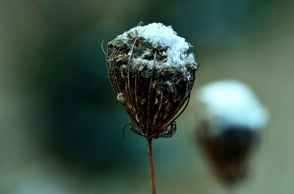 natuur,tak,dauw,fabriek,fotografie,blad