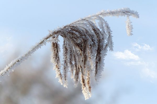 arbre, la nature, herbe, branche, hiver, neige