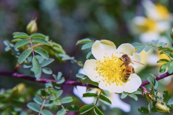 natur, blomstre, anlegg, blomst, petal, arbeider