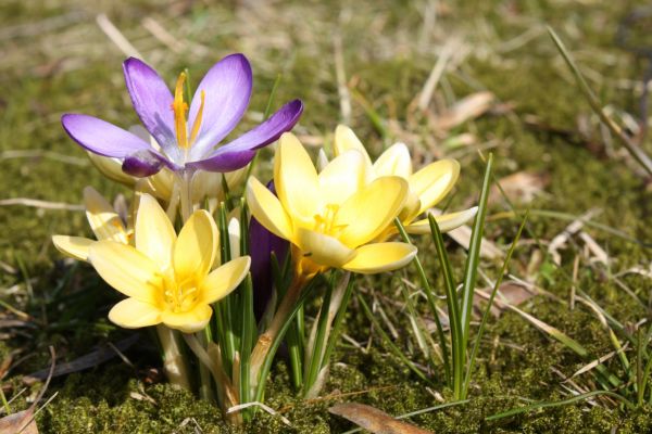 natură, inflori, plantă, luncă, floare, Violet