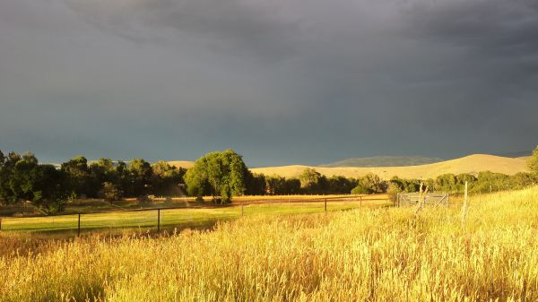 landskap, träd, natur, gräs, horisont, moln