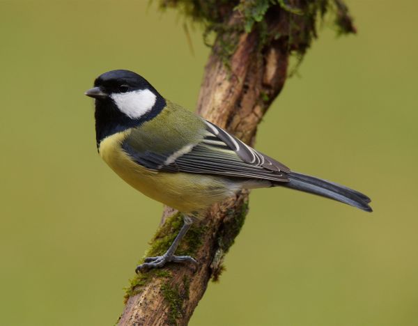 branch,bird,wing,wildlife,beak,mouse