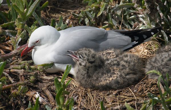 naturaleza,pájaro,ave marina,fauna silvestre,gaviota,pico