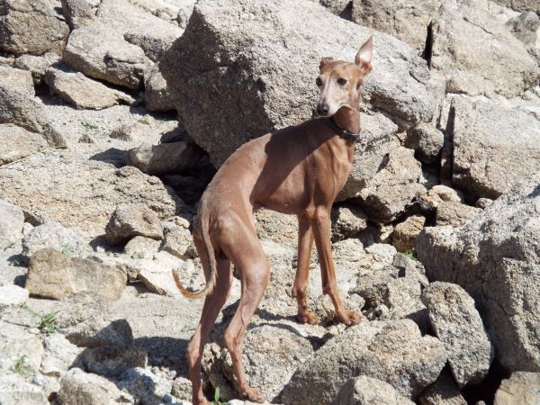 köpek,Evcil Hayvan,memeli,omurgalı,İspanyol tazı,köpek yavrusu