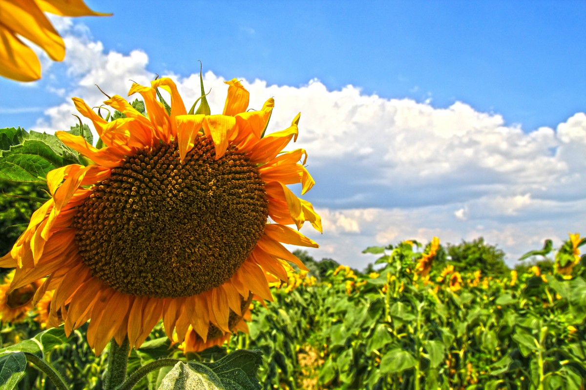 natură, plantă, cer, alb, camp, luncă, prerie, noros, floare, floral, pufos, legume şi fructe, pitoresc, decor, botanică, înflorit, albastru, galben, floră, floarea-soarelui, plante, verdeaţă, flori sălbatice, flori, cu soare, nori, câmpuri, floarea-soarelui, gradinarit, decorativ, luminos, flori, creştere, peisaje, Fleurs, mare, grădini, ornamental, flori, înflorire, planta cu flori, familie margarete, asterales, sămânță de floarea-soarelui, teren de plante