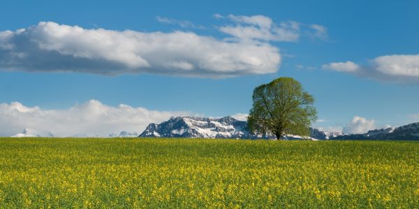 landscape, grass, rock, horizon, tree, nature