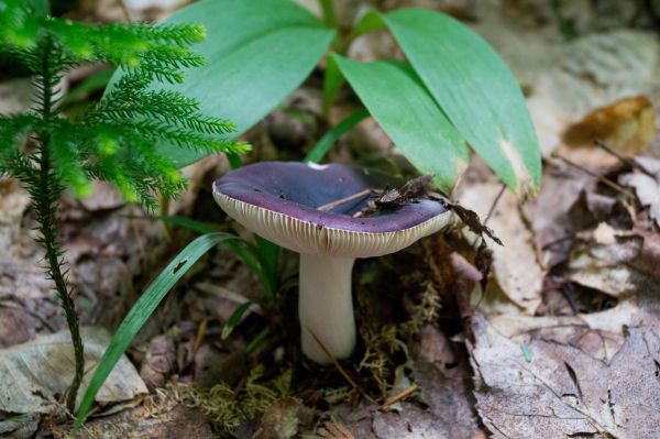 forest,flower,soil,botany,mushroom,flora