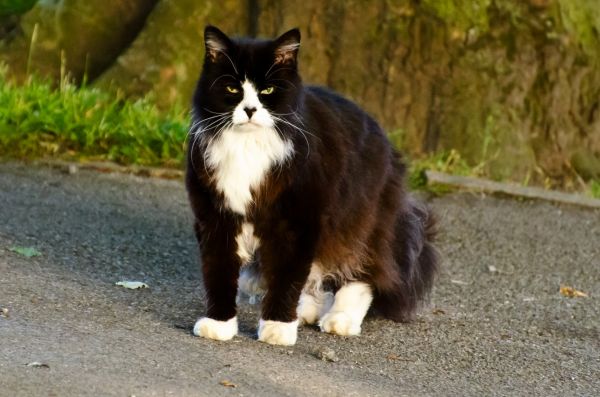 op zoek, huisdier, portret, kat, dier, katje