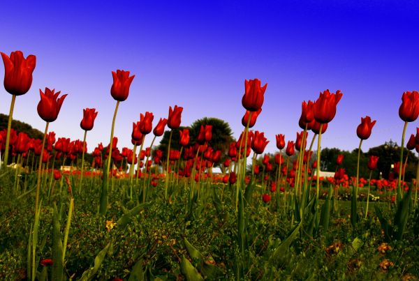 fabriek, veld-, weide, bloem, prairie, stam