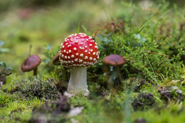 natuur,bloem,rood,herfst,plantkunde,paddestoel