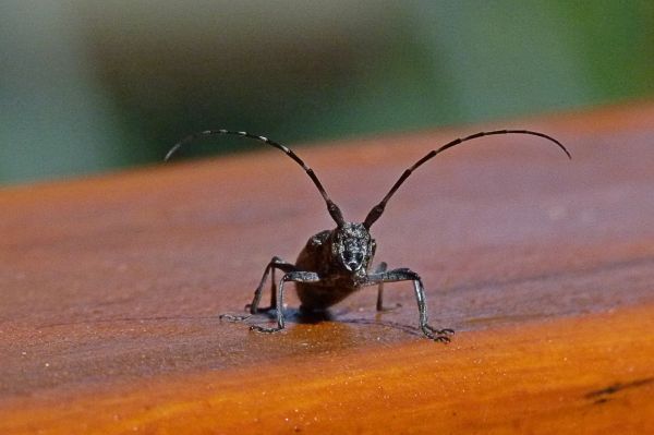 自然, 写真, アンテナ, 昆虫, クリッター, バグ