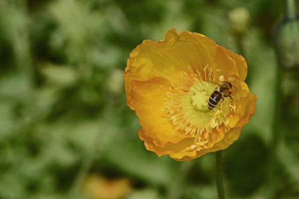 nature, plant, meadow, flower, petal, spring