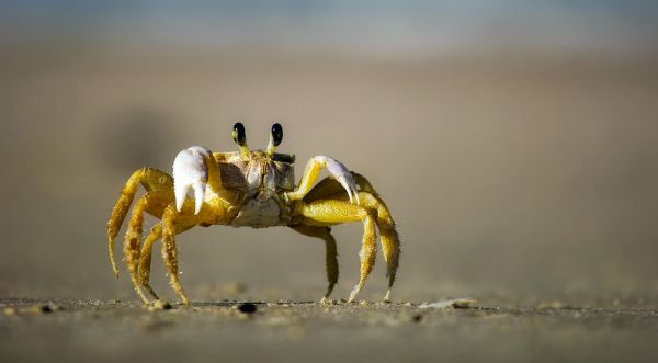 strand,natur,sand,fotografi,vilda djur och växter,mat