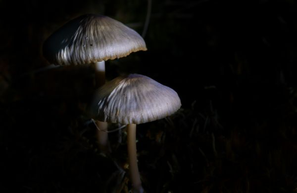 natur,blomst,makro,tæt på,mørke,champignon