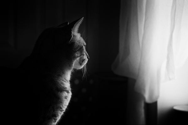 light, black and white, white, photography, hand, house