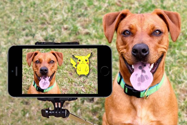 Smartphone,Iphone,pemandangan,Outdoor,kamera,anjing