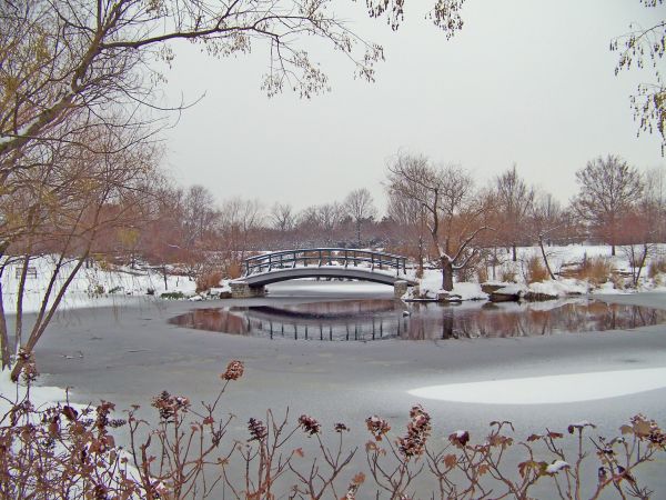 boom,water,brug,tak,sneeuw,winter