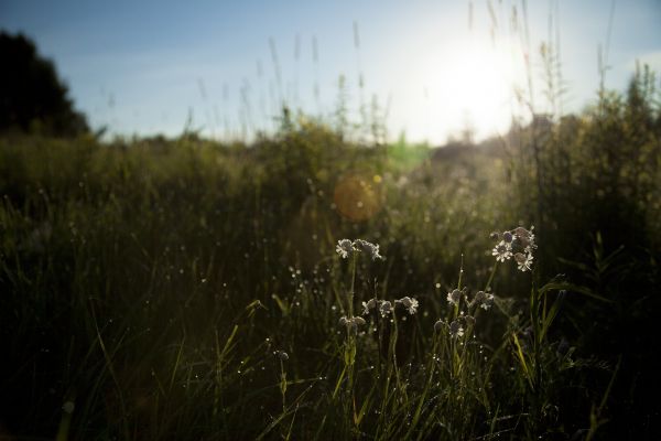 krajobraz, drzewo, Natura, las, trawa, na wolnym powietrzu