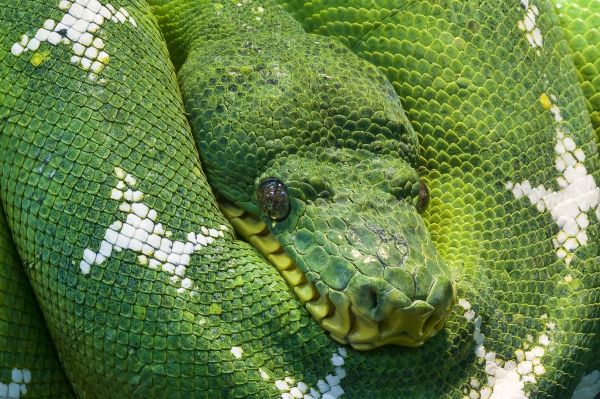 Tier,Tierwelt,Porträt,Grün,Reptil,Botanik