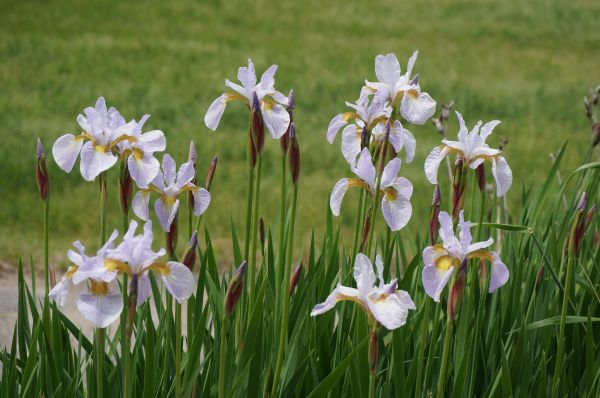 gräs,växt,äng,prärie,blomma,fält