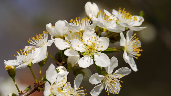 natura,ramo,fiorire,pianta,fiore,frutta