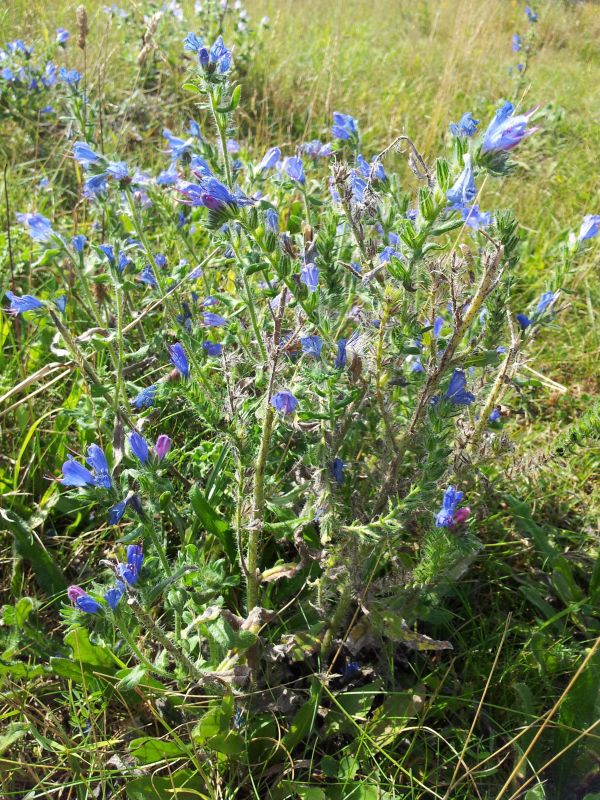 plante,eng,blomst,urt,flora,wildflower