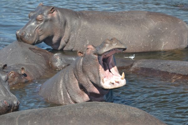 rio, animais selvagens, jardim zoológico, África, mamífero, fauna