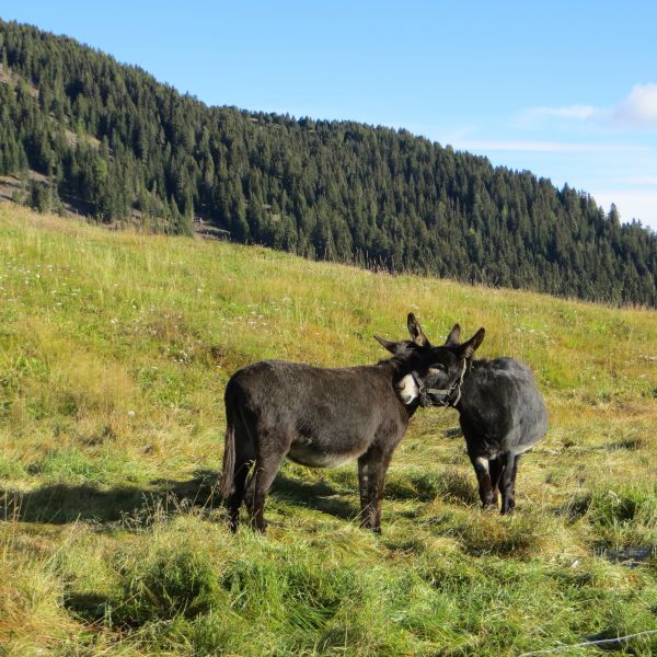 hospodařit,louka,zvěř a rostlinstvo,divočina,prérie,stádo