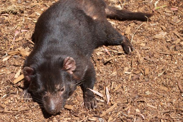 margasatwa, binatang menyusui, fauna, bertulang belakang, marsupial, auodyssey