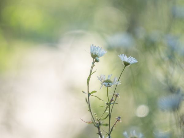 natura, erba, ramo, fiorire, bokeh, pianta