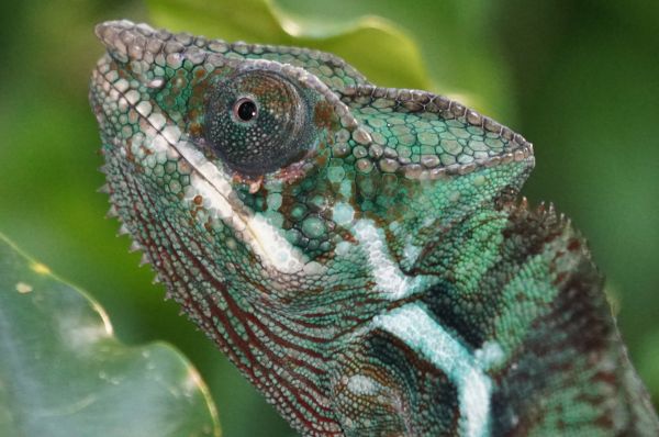 animais selvagens, verde, réptil, Iguana, fauna, lagarto