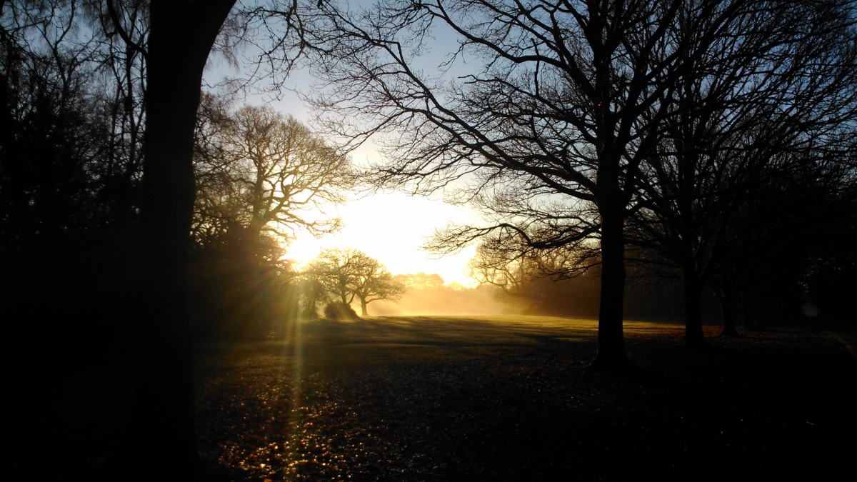 landscape, tree, nature, branch, silhouette, light, plant, sun, sunrise, sunset, mist, night, sunlight, morning, dawn, atmosphere, dusk, evening, autumn, darkness, trees, woods, astronomical object, atmospheric phenomenon, woody plant, southampton common