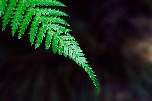 tree,nature,branch,growth,plant,wood