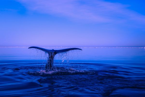 mar,mamífero,horizonte,Oceano,mamífero marino,Ballenas delfines y marsopas