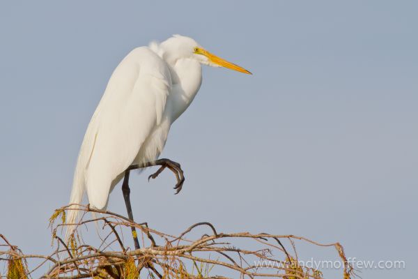 Vogel, Flügel, Schnabel, Fauna, Storch, Wirbeltier