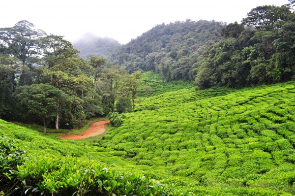 thiên nhiên,rừng,cánh đồng,đồi núi,hoa,Thung lũng