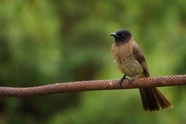 la nature, branche, oiseau, animal, faune, le bec