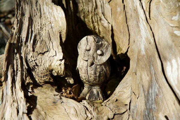 albero,ramo,legna,tronco,natura,roccia