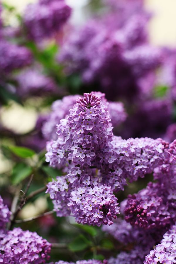 blomma, växt, blomma, träd, gren, blad