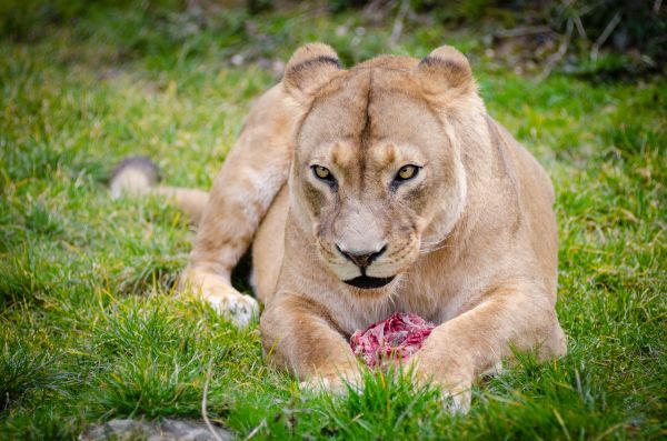 la nature,herbe,champ,animal,femelle,faune