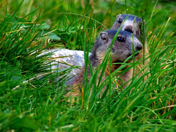 fauna silvestre,césped,verde,Marmota,Familia de la hierba,planta